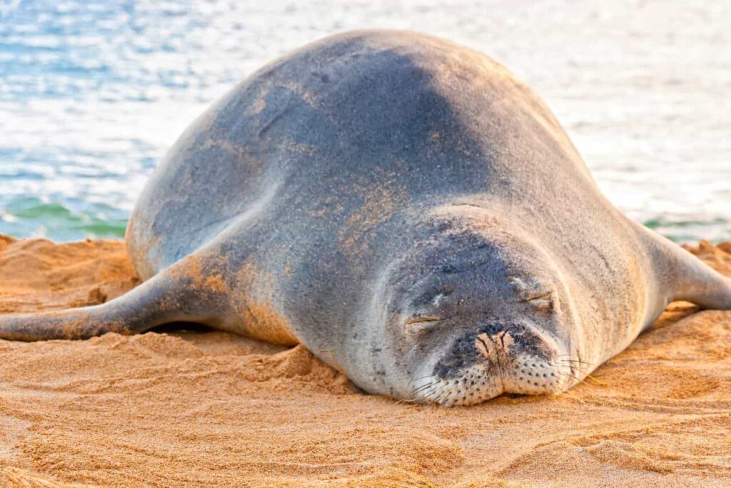 Monk seal (friar seal).