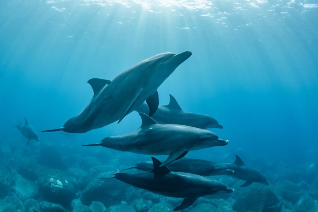 Dolphin sighting at Isla del Fraile in Águilas (Murcia), an example of its biodiversity.