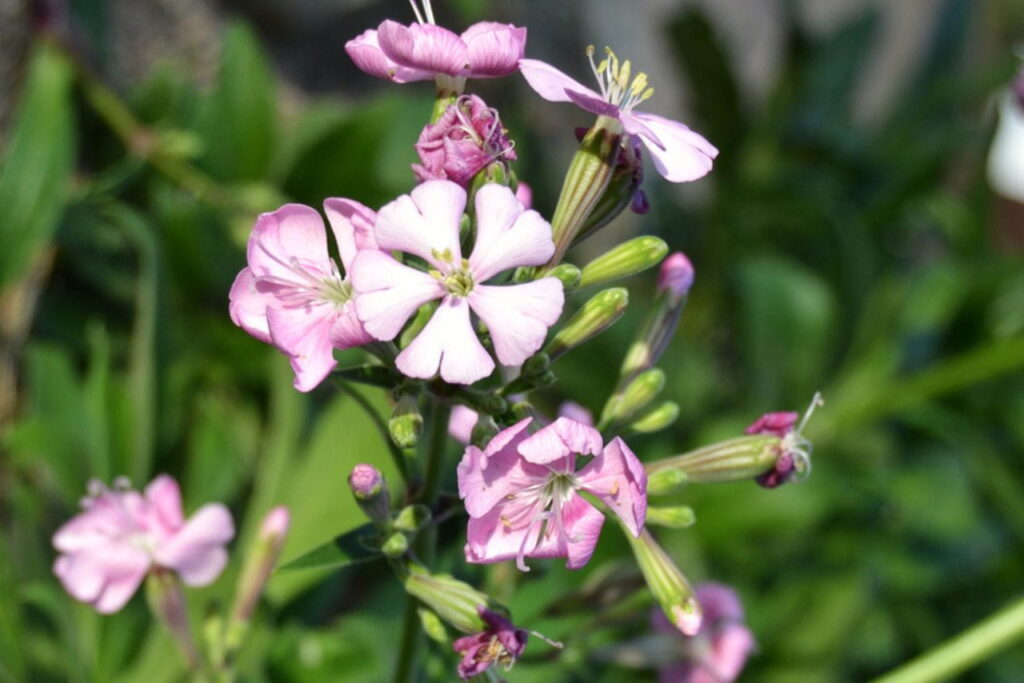 Exemplaar van Silene hifacensis.