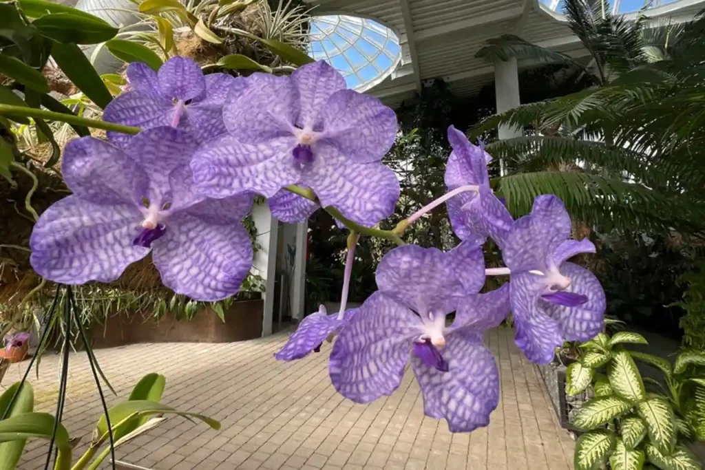 Orchids from the famous orchidarium to see in Estepona, the town known as ?The Garden of the Costa del Sol?.