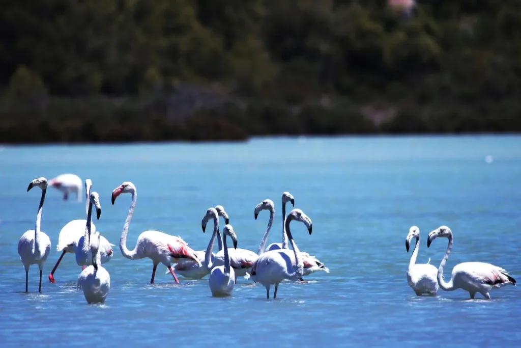 R??owe flamingi w solniskach Calpe.